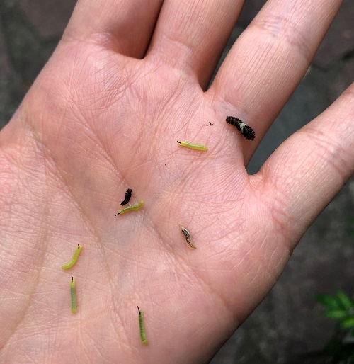 実家のクチナシについていた幼虫たち。黄緑色でおしりに黒いピンとしたツノのようなものがあります。右上の黒に白いラインが入っている幼虫は山椒についていたアゲハ蝶の幼虫です。右真ん中ほどの透明感あふれるのはおそらくナメクジの子ども。まるで幼稚園状態。  オオスカシバの幼虫は無毒で可愛いのですが、葉をたくさん食べてしまうため、クチナシの葉付きが悪くなります。花芽や新芽も食べられたり、丸坊主にされてしまうと枯れてしまう事もあるので、涙を呑んで駆除・防除に踏み切りましょう。  オオスカシバの防除はなかなかむずしく、防虫ネットなどをかけるとクチナシの葉や生育にダメージを起こしてしまうことがあるので、一つは地道に捕殺することです。卵を駆除するのが一番効率は良いですが葉裏にも卵を産み付ける場合がありますので、卵を探すときには葉裏を確認して透明な1～2ｍｍくらいの卵を駆除します。すでに孵化していた場合は、若齢幼虫を探すことになりますが、保護色で見つかりにくいです。若齢幼虫にはオルトラン錠剤が効きます。終齢幼虫に近づくとオルトランでは効果が薄くなりますので、その場合はスミオチン乳剤が効果的です。