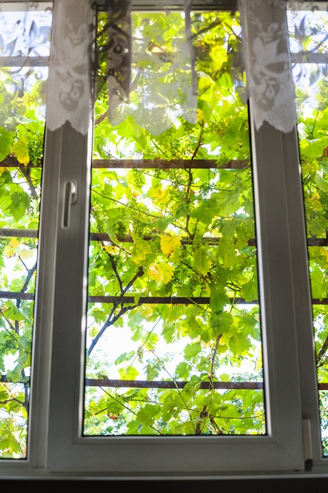 緑のカーテンとは植物をネットなどに這わせてシェードを作ること。建物の壁に外の熱を通さない断熱効果があるので、ヒートアイランド現象の緩和にも役立ちます。植物の葉から水分を蒸発させるときに周囲の温度を下げてくれます。またそこに風が吹けば天然のクーラーとなって省エネ効果も得られます。