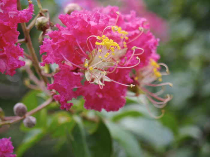 百日紅 サルスベリ の花言葉 種類 特徴 色別の花言葉 Lovegreen ラブグリーン