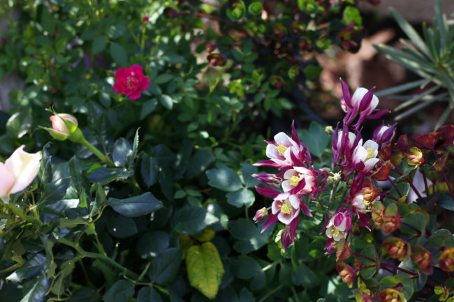 オダマキ 苧環 の花言葉 種類 特徴 色別の花言葉 Lovegreen ラブグリーン