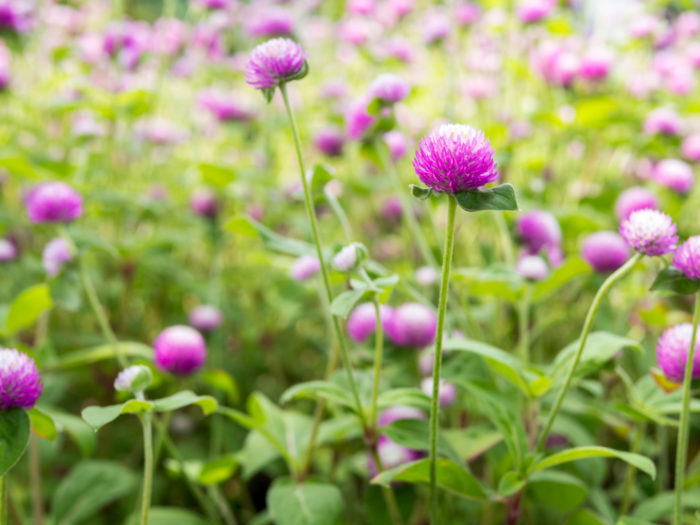 センニチコウ 千日紅 の花言葉 種類 特徴 色別の花言葉 Lovegreen ラブグリーン