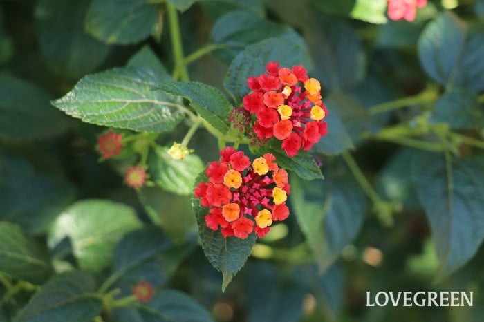 ランタナ ランタナ