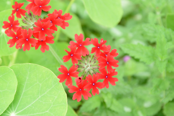 バーベナの花言葉 種類 特徴 色別の花言葉 Lovegreen ラブグリーン
