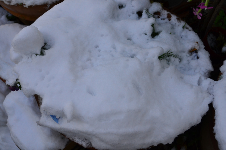 鉢植えにも雪がどっさり。