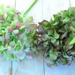紫陽花のドライフラワーの作り方｜きれいに乾燥させるコツ
