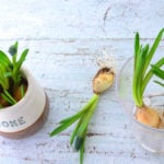 球根付きのムスカリの切り花、花が終わったらどうしたらいい？