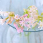 小さくてキュート！春の小さな球根の切り花4選