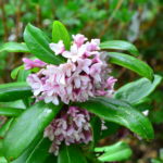 沈丁花 ジンチョウゲ の育て方 Lovegreen ラブグリーン