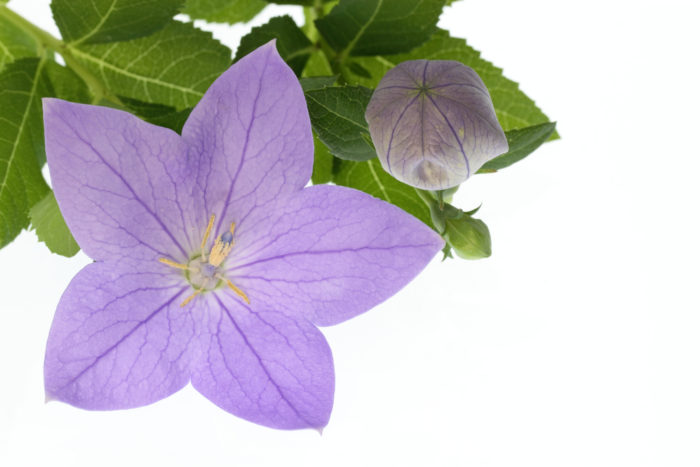 桔梗(キキョウ)は6月頃から秋まで咲く、日本でも古くから親しまれている植物です。 清々しい青紫色をしている星形のお花と紙風船の様に可愛く膨らむお花が魅力的です。 その花言葉や育て方をご紹介いたします。