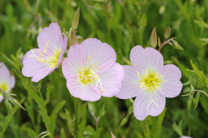 月見草油に関連する合併症にはどのようなものがありますか?