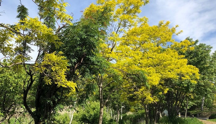 可憐な花をつけるミモザの葉が落ちたその原因は 虫や根腐れなどをチェック Lovegreen ラブグリーン