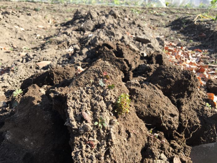 通気性・排水性の低下  同じ作物の栽培を繰り返すことにより、土の中の通気性や排水性などが低下することから病害虫を発生させる要因に繋がります。