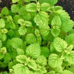レモンバームの育て方 栽培 Lovegreen ラブグリーン