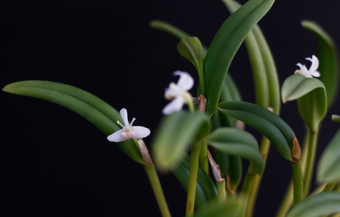 4. カデティア・テイロリー 学名：Cadetia taylori 原産地：パプアニューギニア、オーストラリア東部 １センチほどの小さな花を葉の付け根に咲かせる小型種。アンテナのようなペタル（側花弁）が可愛らしいです。開花期は夏～秋。