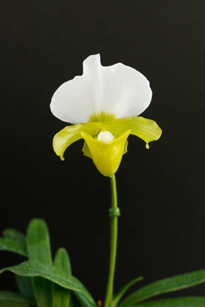 3. パフィオペディラム・チャールズワーシー アルバム 学名：Paphiopedium charlesworthii fma. album 原産地：インド、ミャンマー、タイなど ドーサルという背萼片（はいがくへん）が大きく発達しているのが特徴の小型種。写真の花は色素が抜けた色彩変異個です。開花期は秋～冬。