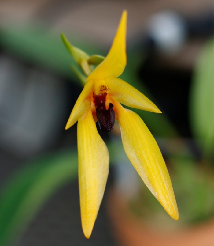 ７.バルボフィラム・カルンキュラタム 学名：Bulbophyllum carunculatum 原産地：インドネシア・スラウェシ島、フィリピン 特徴など詳細：細長い葉が特徴的な中型種。花茎を上に長く伸ばし、展開のよい黄緑色の花をつけますが香りは臭いです。開花期は主に夏。