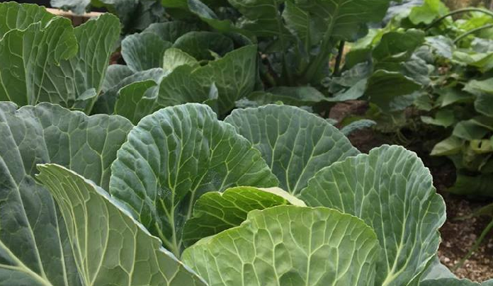 連作障害とは 連作障害にならない強い野菜を育てる栽培方法 Lovegreen ラブグリーン