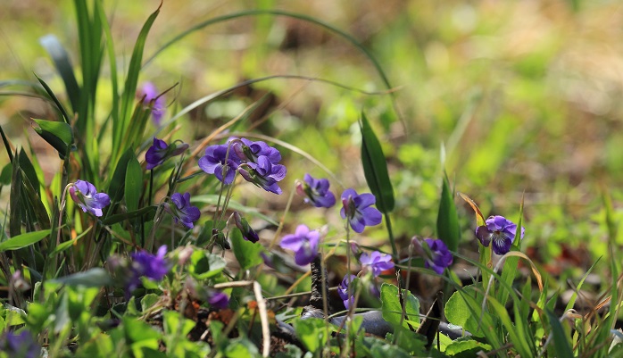 スミレは春先に咲く紫色の小さな花です。日本で確認されているだけでも250種ほどもあります。苗で人気のあるパンジーやビオラもスミレの仲間です。
