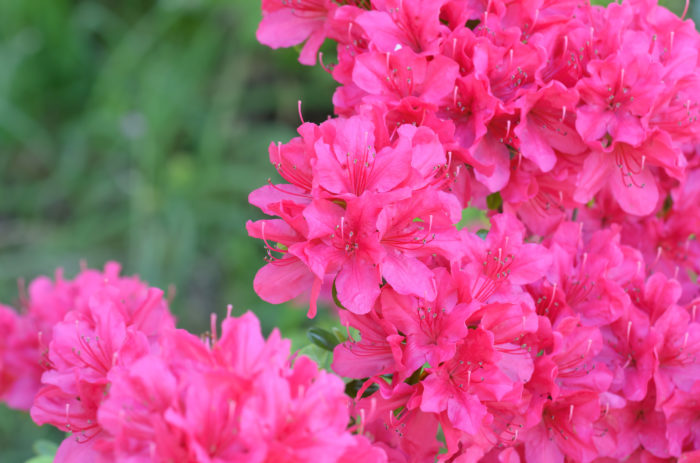 アザレアの花言葉 種類 特徴 色別の花言葉 Lovegreen ラブグリーン