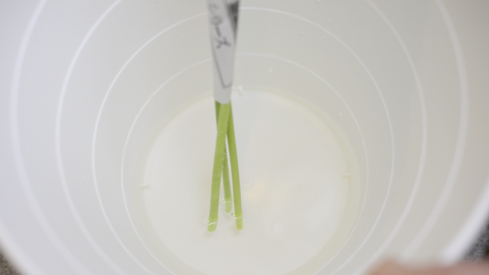 新聞紙で巻いたガーベラの茎を3cm位を10秒程お湯につける。その際、茎から小さな気泡が出てきます。