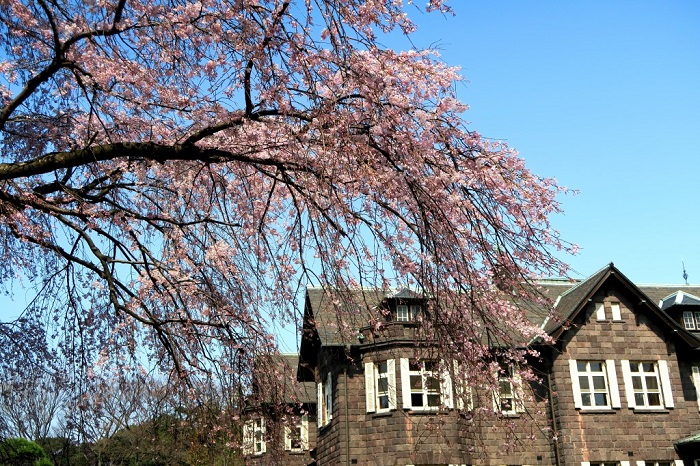 洋風庭園と日本庭園をもつ旧古河庭園。それぞれ趣の違う桜を楽しむことができます。
