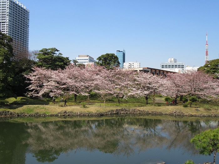 旧芝離宮恩賜庭園では、ソメイヨシノやオオシマザクラを楽しむことができます。また、二胡や和楽器による桜の演奏会も開催。また、二胡（3月25日）や和楽器（4月3日）による桜の演奏会も開催。