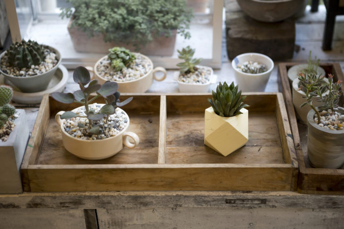 ナチュラルカラーの陶器、ウッドボックスやブリキ素材のバケツなどに植え替えたりすると室内でもおしゃれに飾れます。