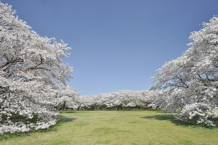 公園内にあるみんなの原っぱの北側、桜の国では、多くのソメイヨシノの大木を楽しむことができます。