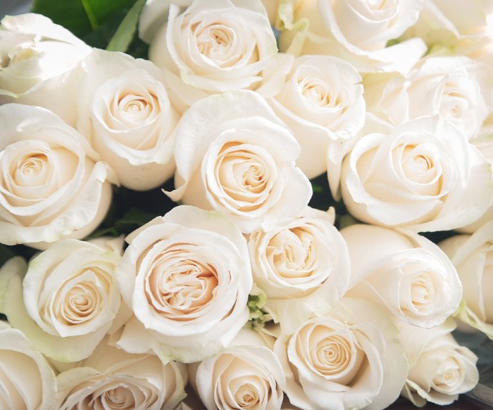 白いバラは、歴史的に純潔さと純粋さを象徴しています。白という無垢の色とバラの持つ気品が、穏やかさと平和を見ている人にもたらしてくれるからでしょう。