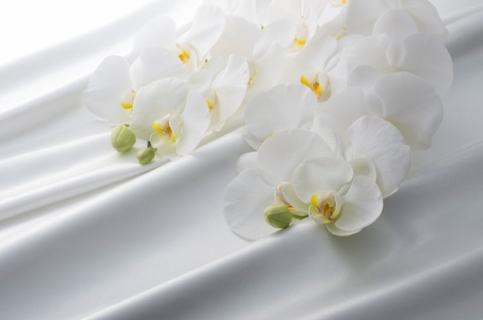 ランのお花は色毎に花言葉がありますが、なかでも白い胡蝶蘭の花言葉は「純潔」と「純粋」。