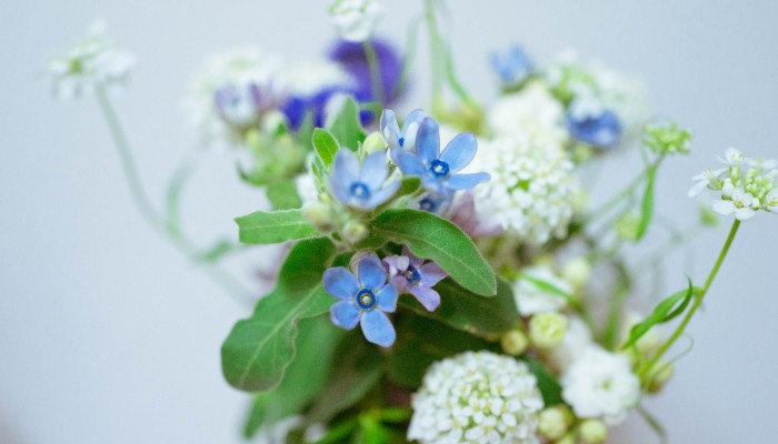 乳白がかった青い星の形をした小花が愛らしいブルースター。  ブルーは、結婚式の花嫁さんのラッキーカラーとしてもよく知られていますね。  花言葉は「幸福な愛」「信じあう心」。