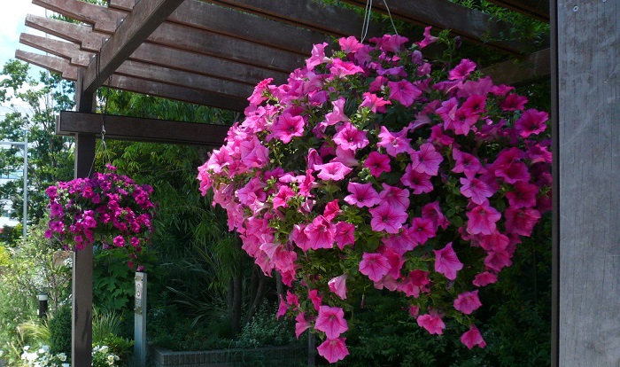 初めてでも安心 サフィニアの花を溢れるほど咲かせる3つのポイント Pr Lovegreen ラブグリーン
