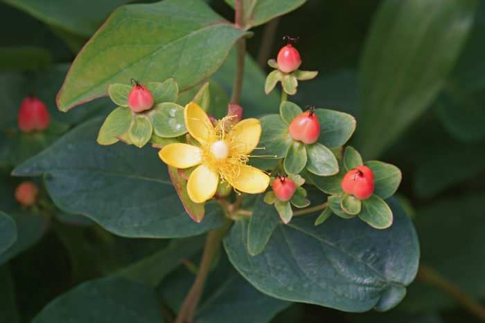 ヒペリカムの花言葉 種類 特徴 色別の花言葉 Lovegreen ラブグリーン