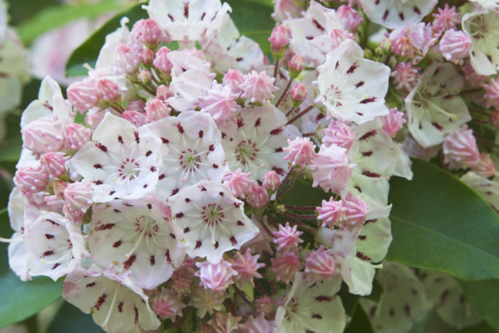 カルミア アメリカシャクナゲ の花言葉 種類 特徴 色別の花言葉 Lovegreen ラブグリーン