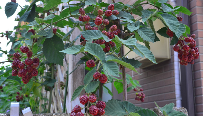 ブラックベリーの育て方 実がなる仕組み 植え付け 誘引 剪定まで Lovegreen ラブグリーン