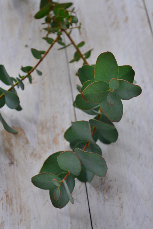 ドライフラワーにできる花31選ときれいなドライフラワーに仕上がる作り方 Lovegreen ラブグリーン