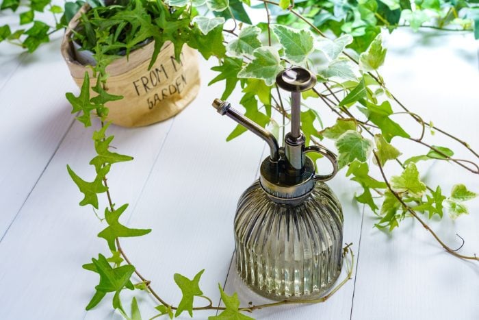 Canva画像 アイビー