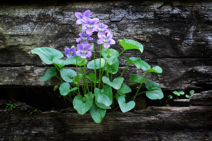 スミレ（菫）のお花はその可憐な姿とは裏腹に、実はとっても強健な植物です。野山や森のなかでひっそりと咲いているようなイメージがありますが、街なかの歩道の脇、ガードレールの下、道路のアスファルトの裂けめなど、身近な様々な場所で咲いています。  スミレ（菫） 学名：viola mandshurica  科名：スミレ科スミレ属  分類：多年草  原産地：日本、中国、朝鮮半島など  花期：3～5月  「スミレ（菫）」とは、スミレ（菫）の仲間の総称として使われていますが、本来はこのスミレ科スミレ属の1種類である「viola mandshurica」を指す名前です。mandshuricaは満州を指す言葉ですが、日本も原産地の一つです。  「スミレ（菫）＝スミレの仲間の総称」でいいのですが、本当の本当のスミレ（菫）とは、スミレ大国日本に自生する「viola mandshurica」なんだってことを覚えておいていただけると嬉しいです。