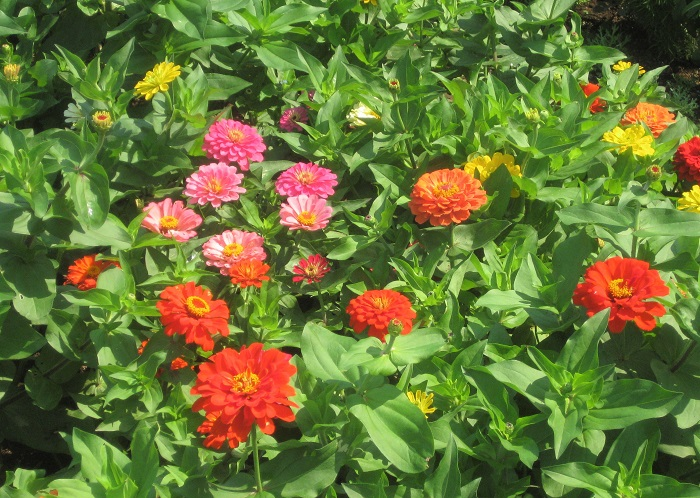 百日草 ジニア の花言葉 種類 特徴 色別の花言葉 Lovegreen ラブグリーン
