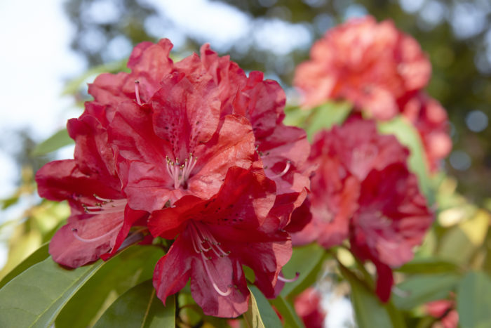 シャクナゲ 石楠花 の花言葉 種類 特徴 色別の花言葉 Lovegreen ラブグリーン