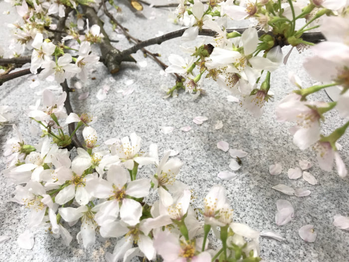 散り始めた桜もきれいですよね。お花が散り始めたらそれで終わりではなく、その散り始めのお花も楽しんでみましょう。