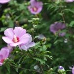 ムクゲの花言葉｜花の特徴、種類、フヨウとの見分け方