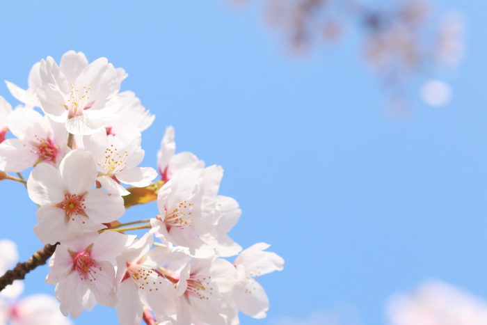 お花見の季節に使ってみない 桜にまつわる美しい日本語 Lovegreen ラブグリーン
