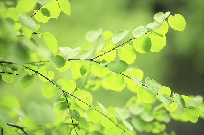 シンボルツリーにおすすめ 魅力的な庭木12選と可愛い下草6選 Lovegreen ラブグリーン