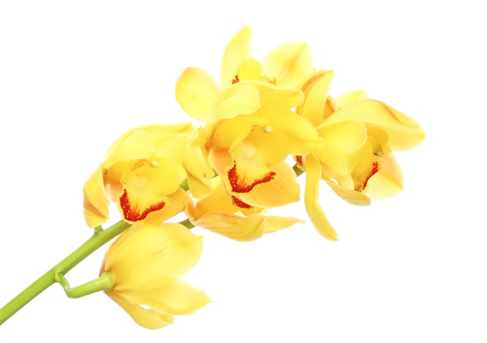 コチョウランと並ぶ人気の高いシンビジウム。鉢花としても人気の高いお花です。花の観賞期間が長く、切り花もあります。