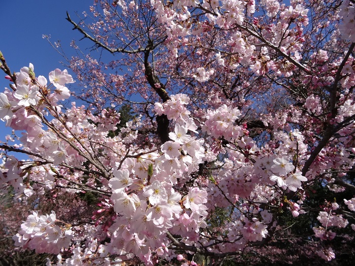 春を彩る花たちの見ごろに合わせて椿・さくらまつりを開催します。