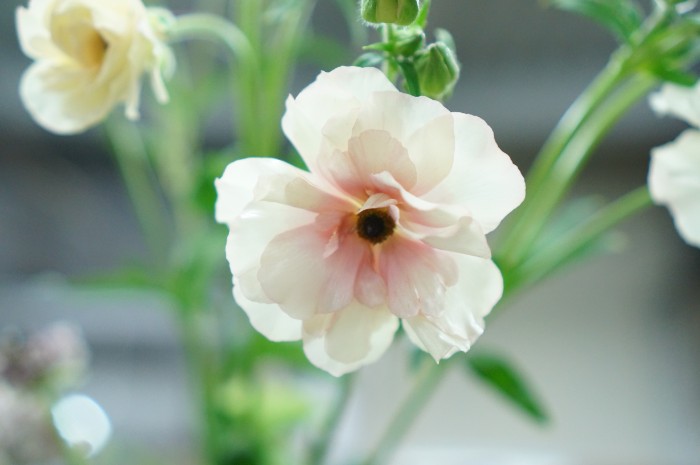 ひときわ目を引いたのは、ワックスペーパーのようなつややかな白のラナンキュラス。お知り合いの育種家の方が10年越しに咲かせたお花だそうです。