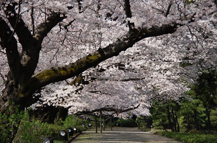 園内各所では、早咲きの大寒桜から遅咲きのサトザクラ類まで約60種、750本のサクラを見ることができます。
