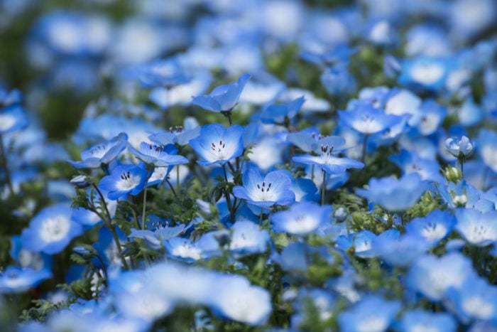 2月の誕生花一覧 誕生日の花と誕生月の花 花言葉 Lovegreen ラブグリーン