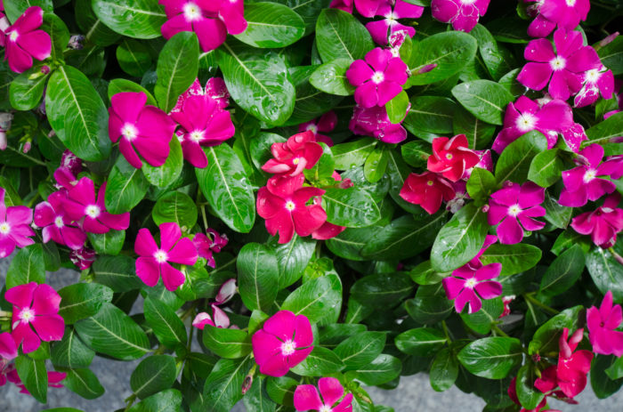 ニチニチソウの花言葉 種類 特徴 色別の花言葉 Lovegreen ラブグリーン